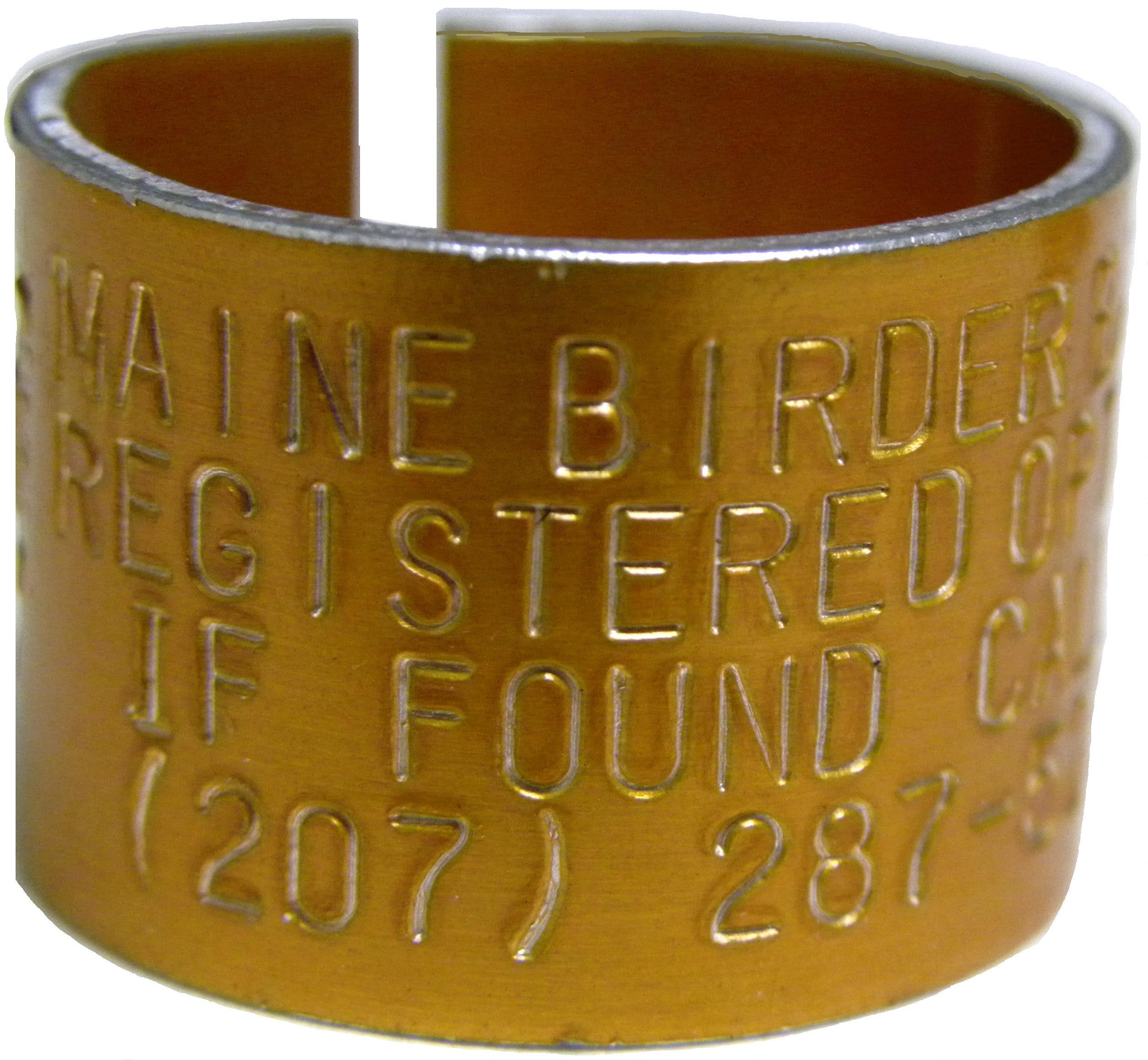 2013 Birder Band